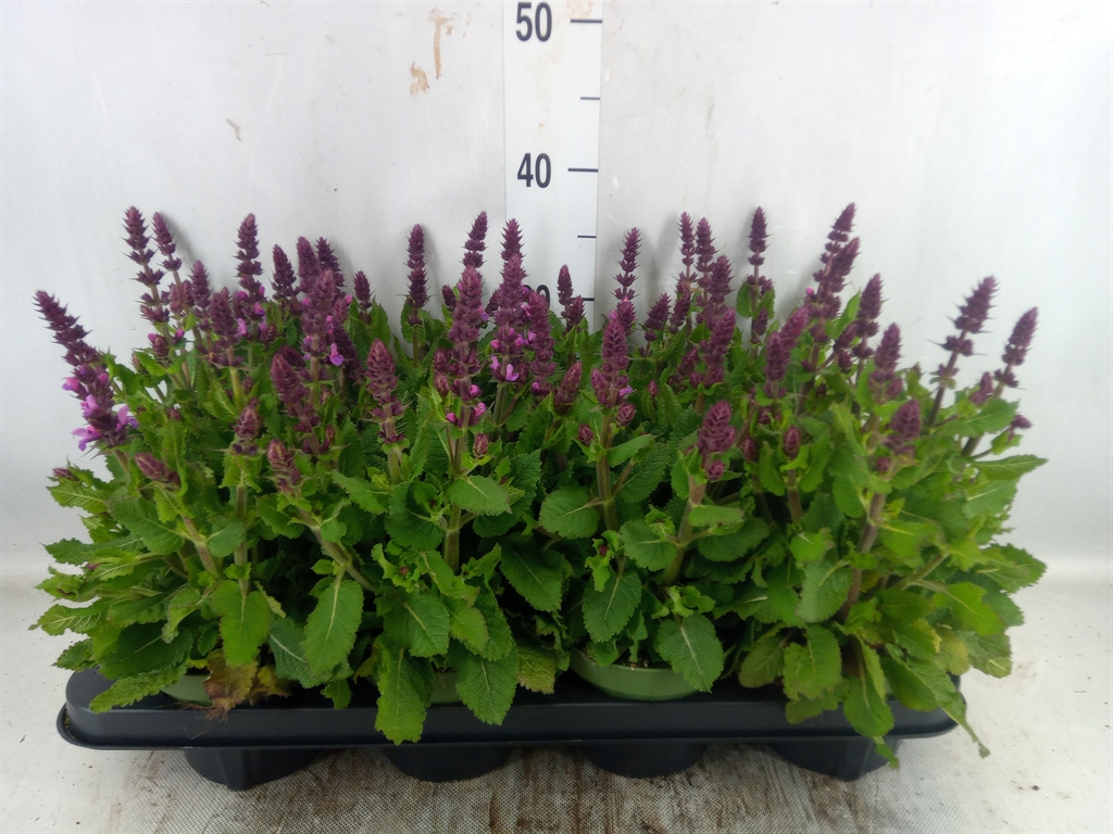 Bild på Salvia Sylvestris D13 X 8 Rose Marvel