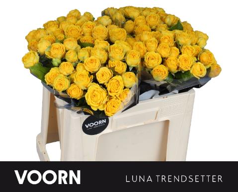Bild på Kvistros trendsetter luna