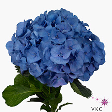 Bild på Hortensia Royal Navy