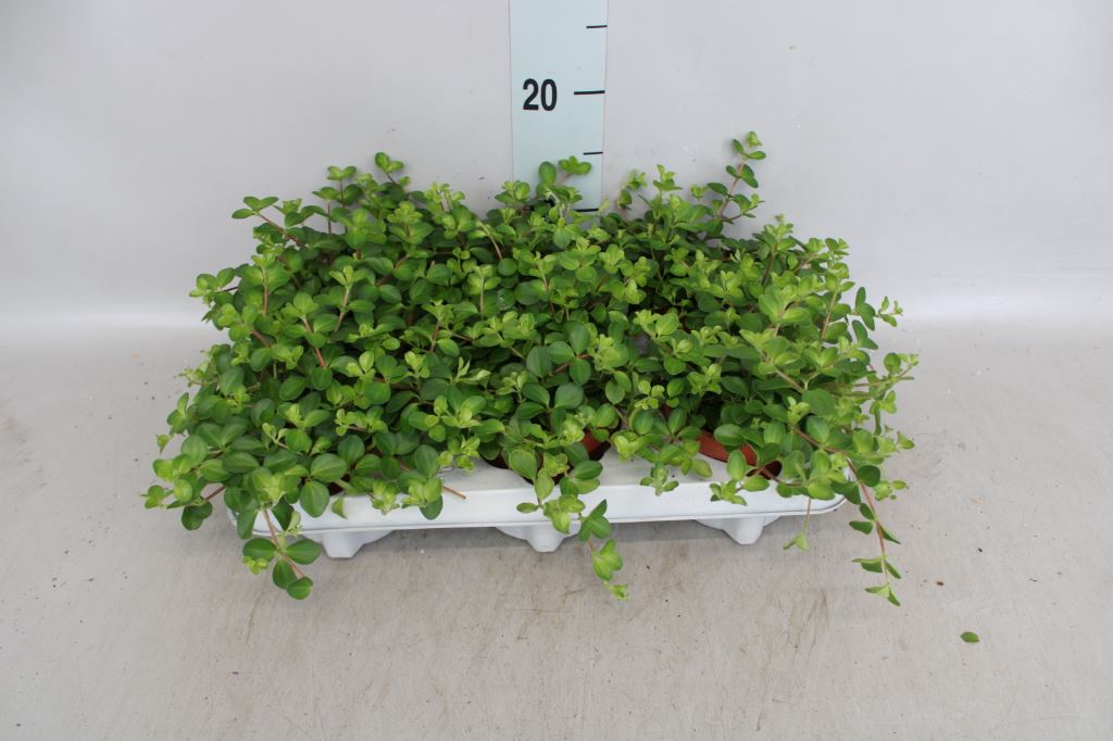 Bild på Krukväxter Peperomia Rotundifolia *8