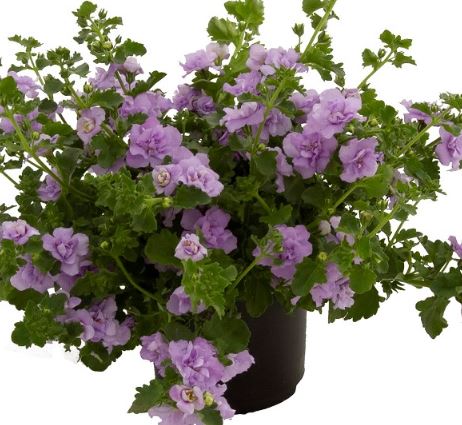 Bild på Krukväxter Bacopa Lavendel  *12 dubbel