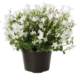 Bild på Krukväxter Campanula Mini *12 Vit