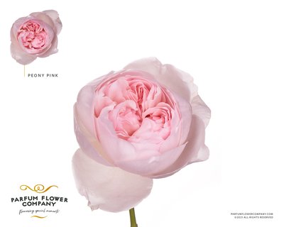 Bild på Trädgårdsros Peony Pink