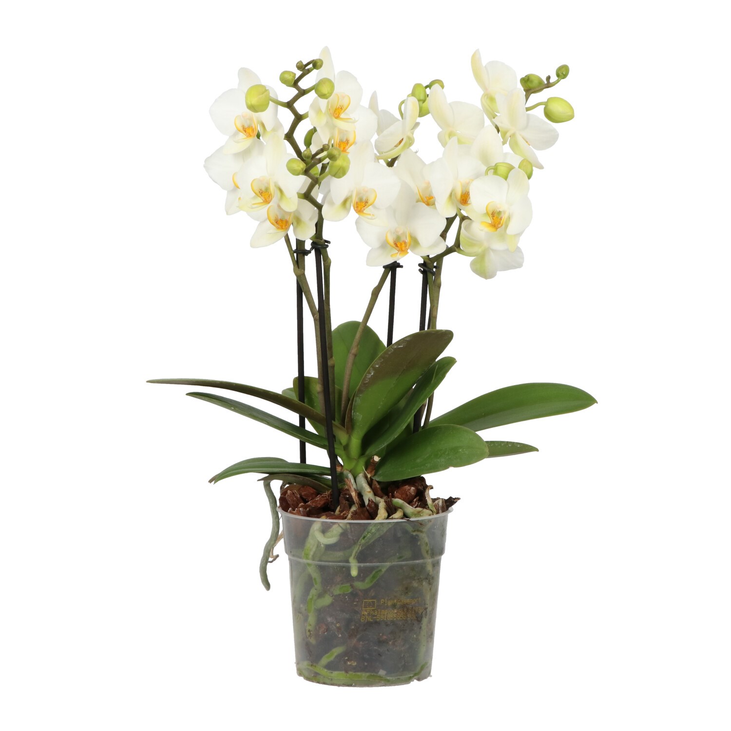 Bild på Phalaenopsis 3-5Gr D12 X 10 Multi Opti Care