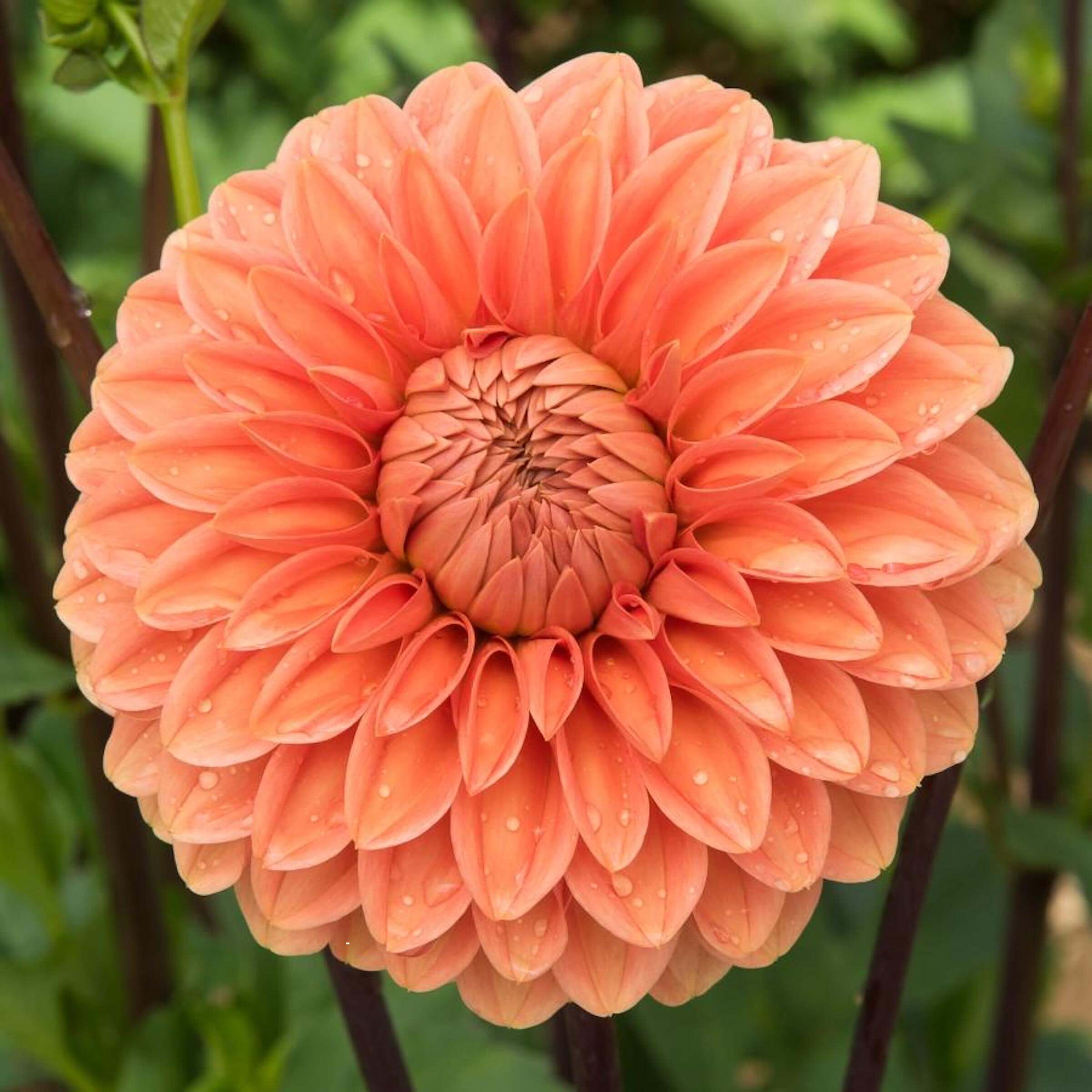 Bild på Dahlia D17 X 6 Peach