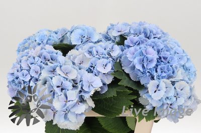 Bild på Hortensia Lollipop Blue