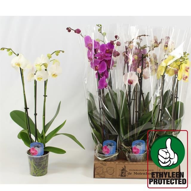 Bild på Krukväxter Phalaenopsis Mix *6 3-stänglad