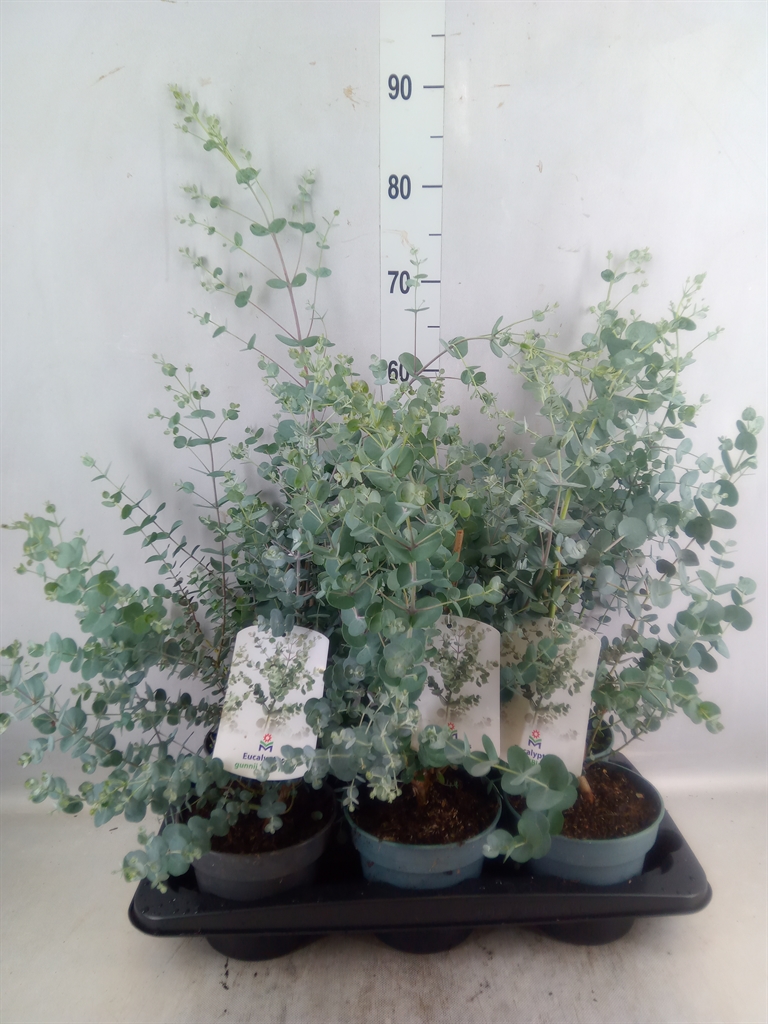 Bild på Krukväxter Eucalyptus Gunni *6