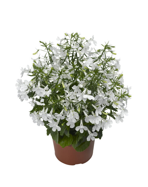 Bild på Lobelia pelta D12 X 8 Skallleberg