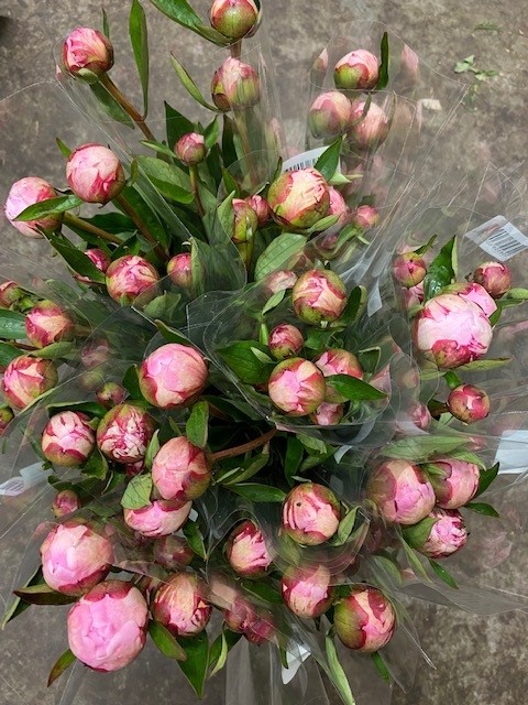 Bild på Pioner Sarah Bernhardt 3-pack *12