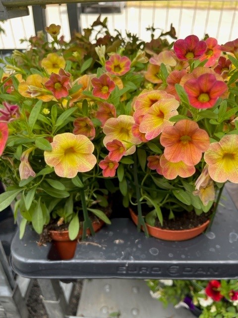 Bild på Petunia Million Bells Pelta D12 X 8 Barkarö