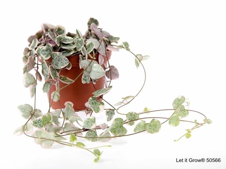 Bild på Ceropegia/Hjärtan på tråd D8 X 16 Variegata