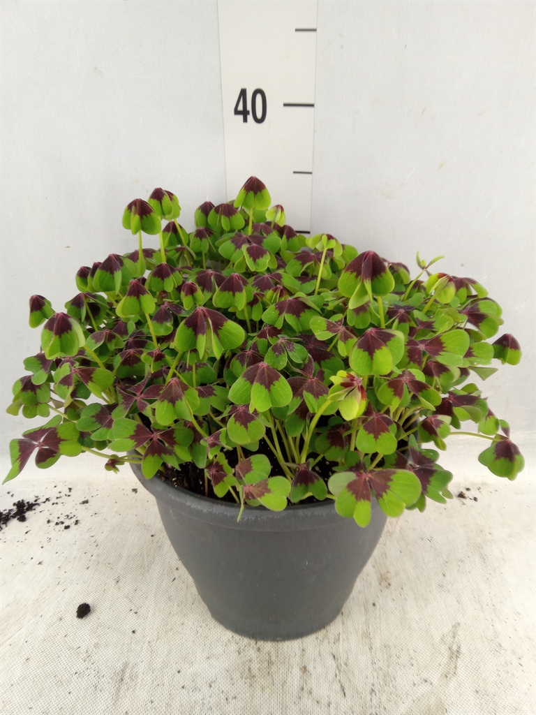 Bild på Krukväxter Oxalis Iron Cross XL *1