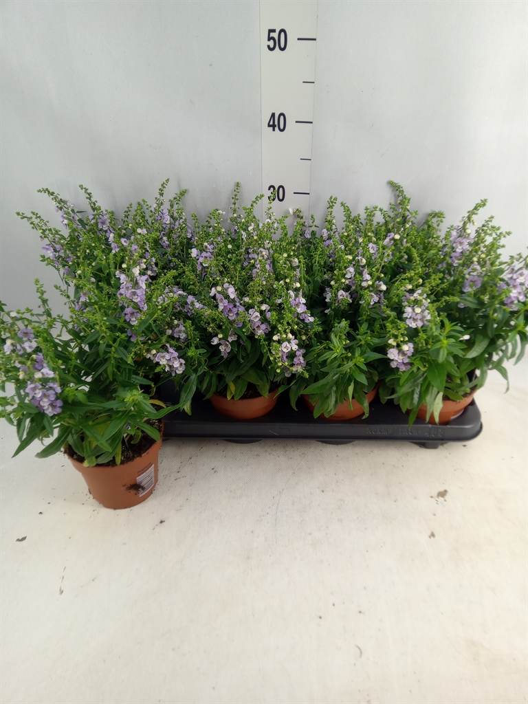 Bild på Krukväxter Angelonia Angelface Purple *8