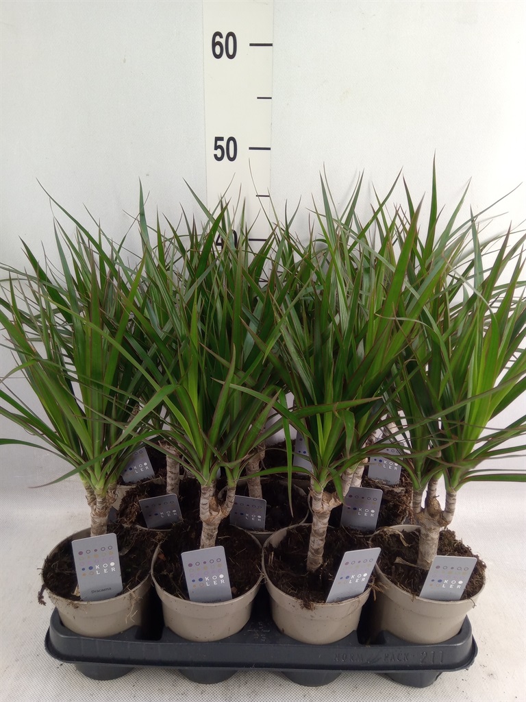 Bild på Dracena Marginata D11 X 9