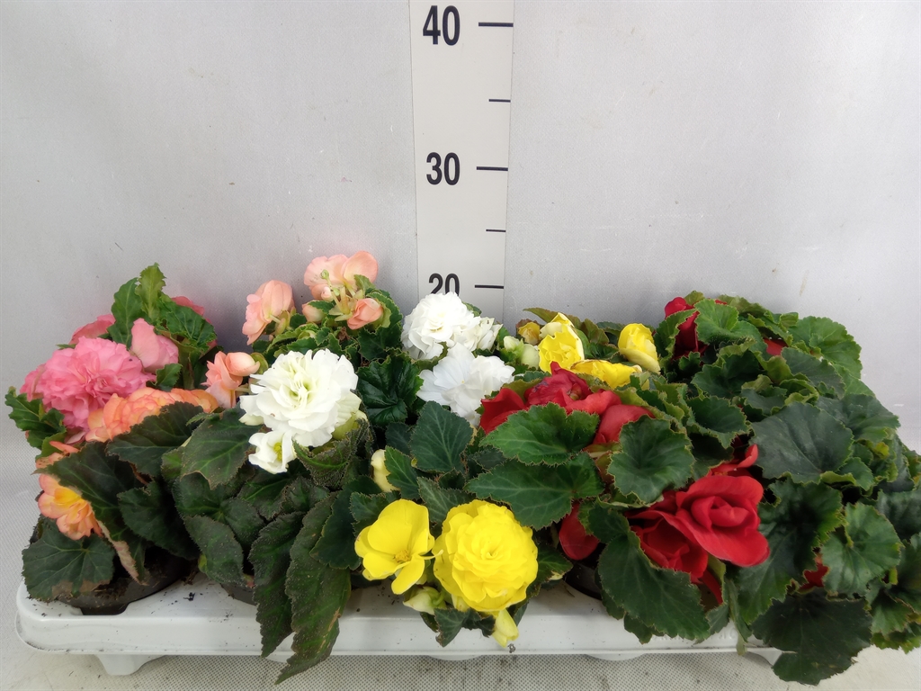 Bild på Begonia Tuberosa D12 X 8 Knöl