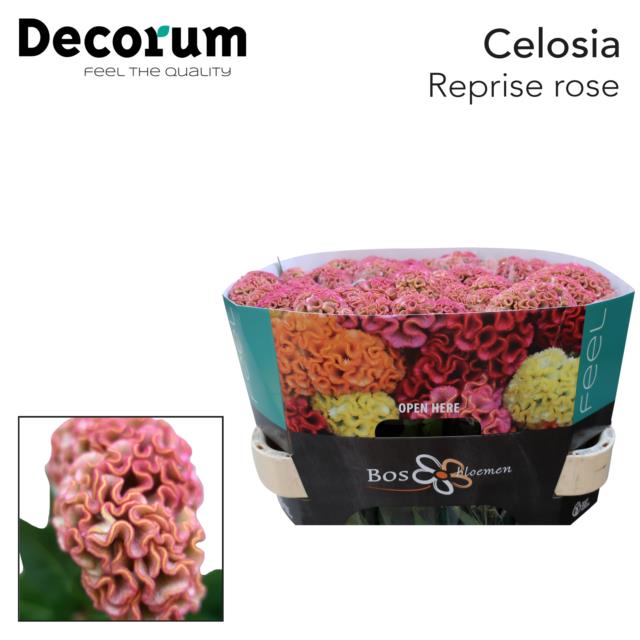 Bild på Celosia Reprise Rose