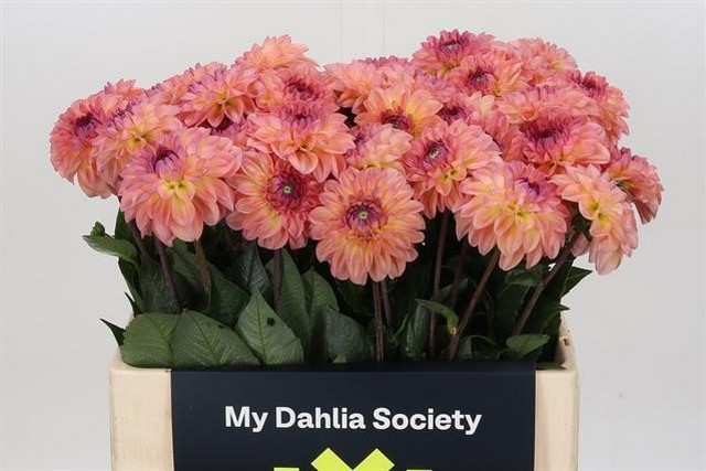 Bild på Dahlia Chanel