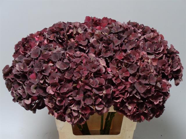 Bild på Hortensia Magical Dark Ruby