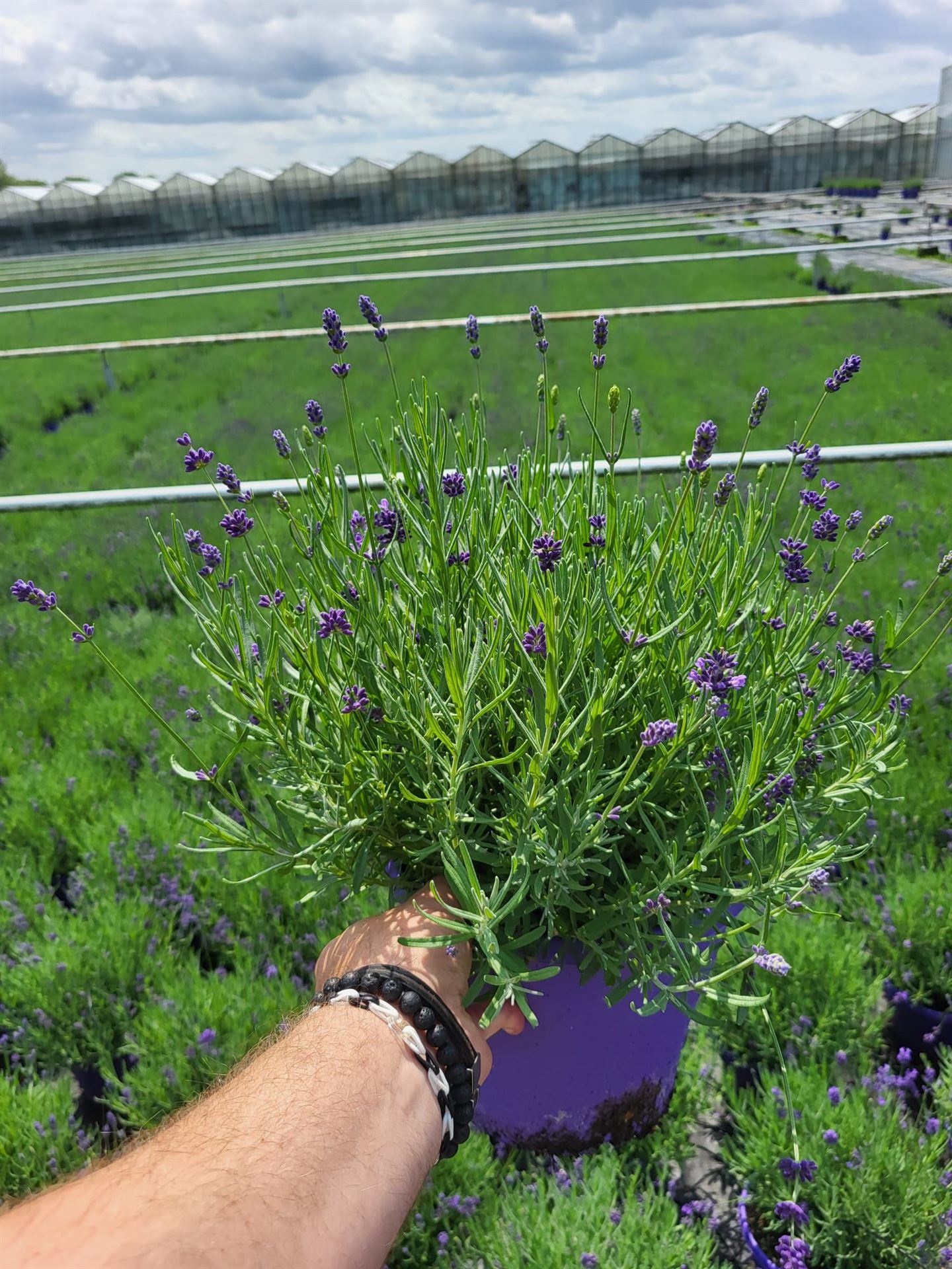 Bild på Lavendel Angustifolia D23 X 1 Essence Pure