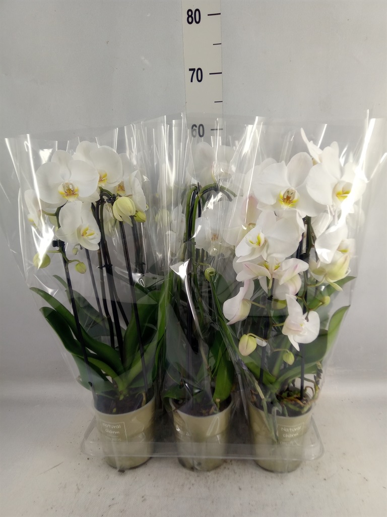 Bild på Phalaenopsis 2Gr D12 X 6 Cascade