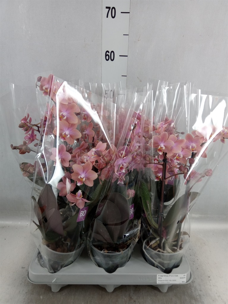 Bild på Phalaenopsis Bo 2Gr D12 X 6 Doft Multi