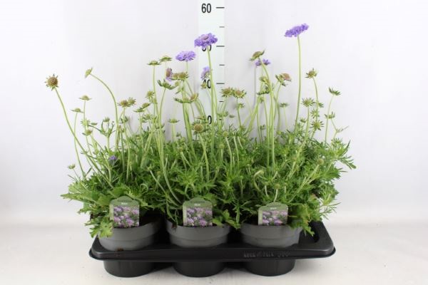 Bild på Scabiosa D17 X 6 Mariposa Blue
