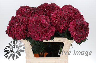 Bild på Hortensia Magical dark ruby classic