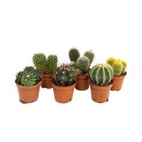 Bild på Krukväxter Cactaceae Kaktus Mix *15