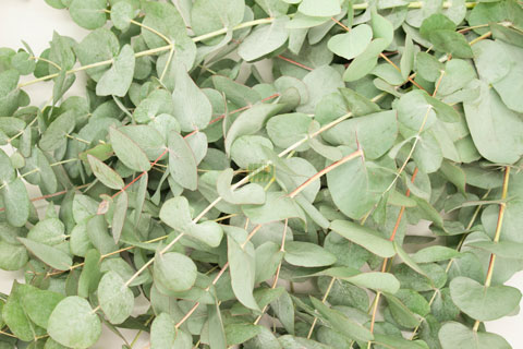 Bild på Eukalyptus Storbl. tillbehör
