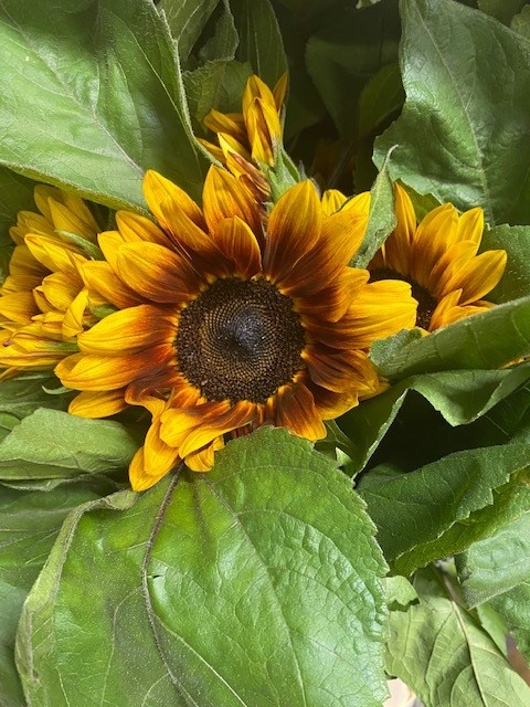 Bild på Helianthus Marley