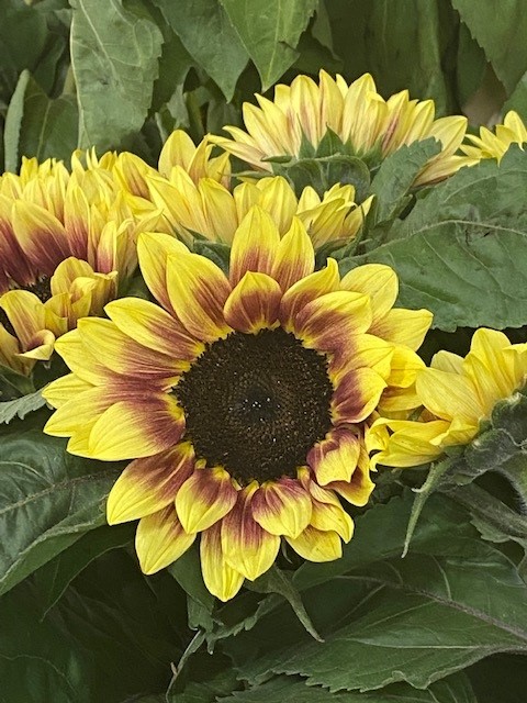 Bild på Helianthus Marley