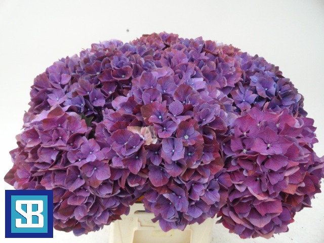Bild på Hortensia Mag Pink Ruby (Purple)