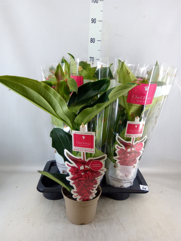 Bild på Krukväxter Medinilla Jadore Dolce Vita  *6
