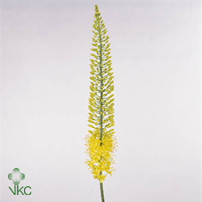 Bild på Eremurus Stäpplilja
