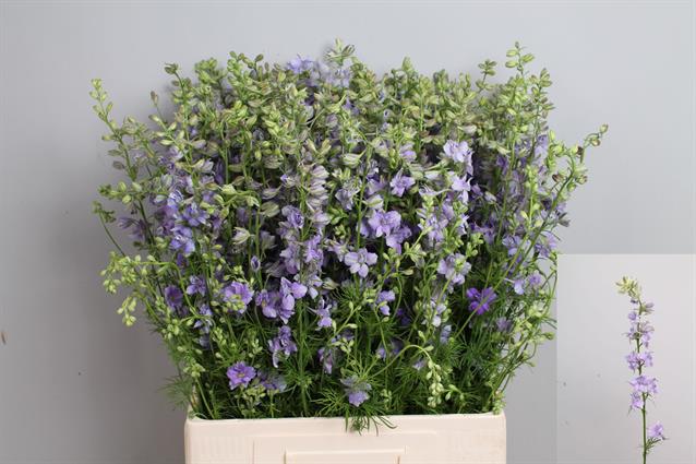Bild på Delphinium Hybrid