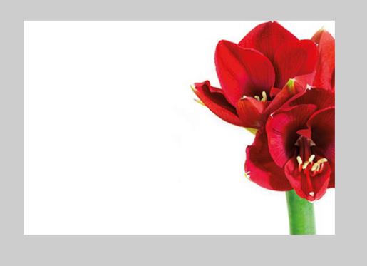 Bild på Blomsterkort Amaryllis 50/Fpn