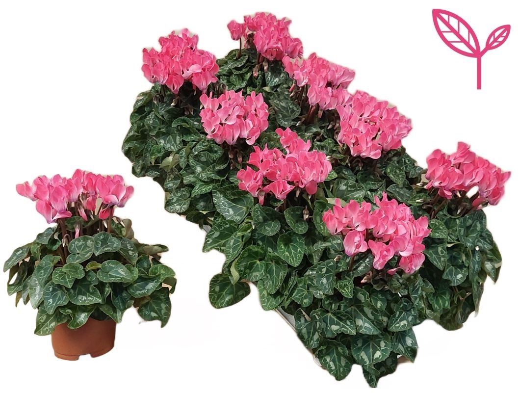 Bild på Cyclamen Mini D10 X 10 Barkarö