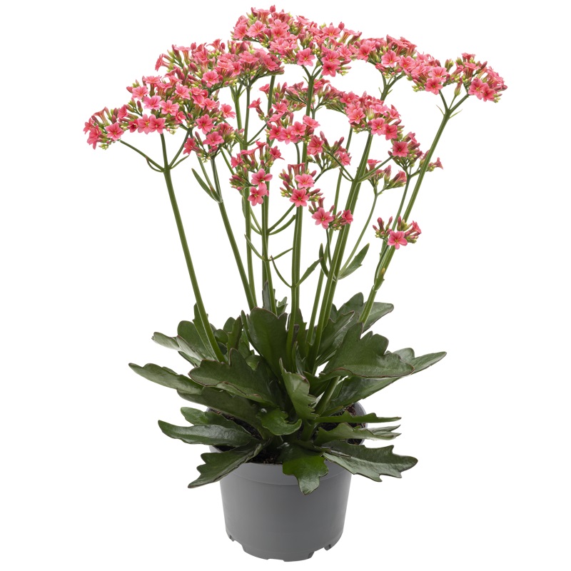 Bild på Kalanchoe Wildflowers D10 X 8 Ladylike Pink Nyhet!