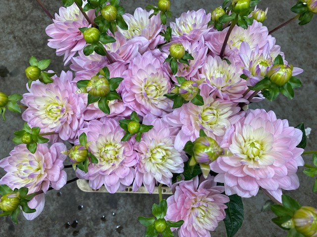 Bild på Dahlior Pink Delight