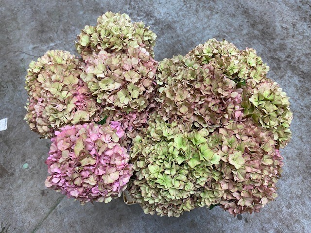 Bild på Hortensia Ornament  Classic