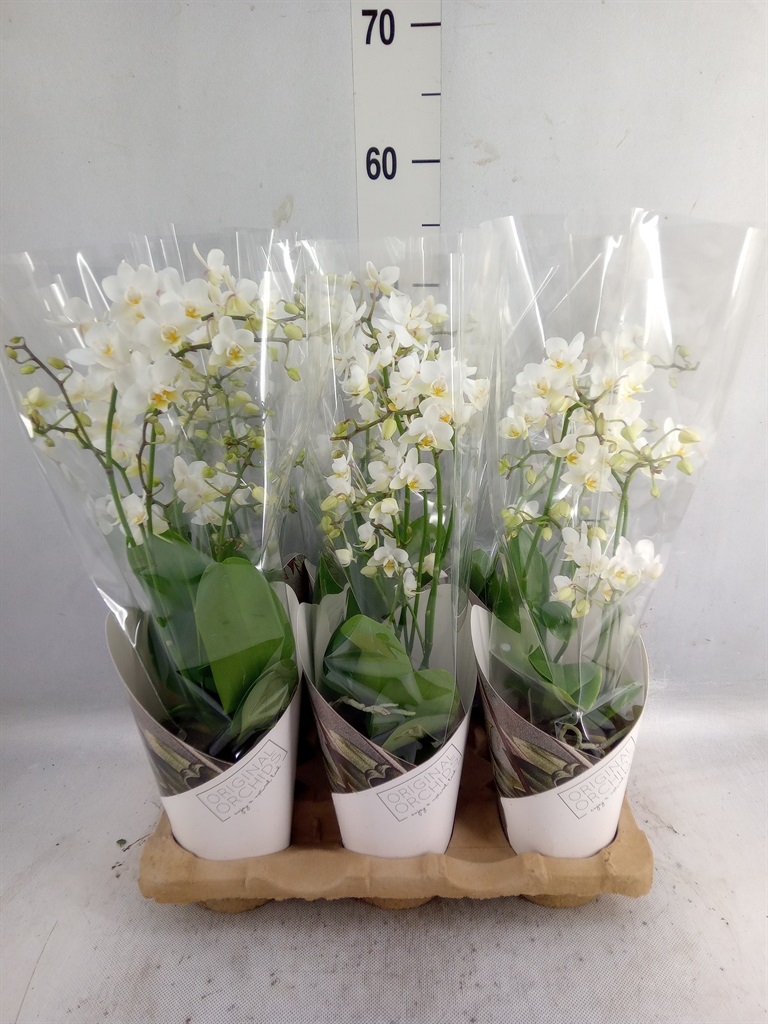 Bild på Phalaenopsis Multi 5Gr D12 X 6 Originals Soft Clou