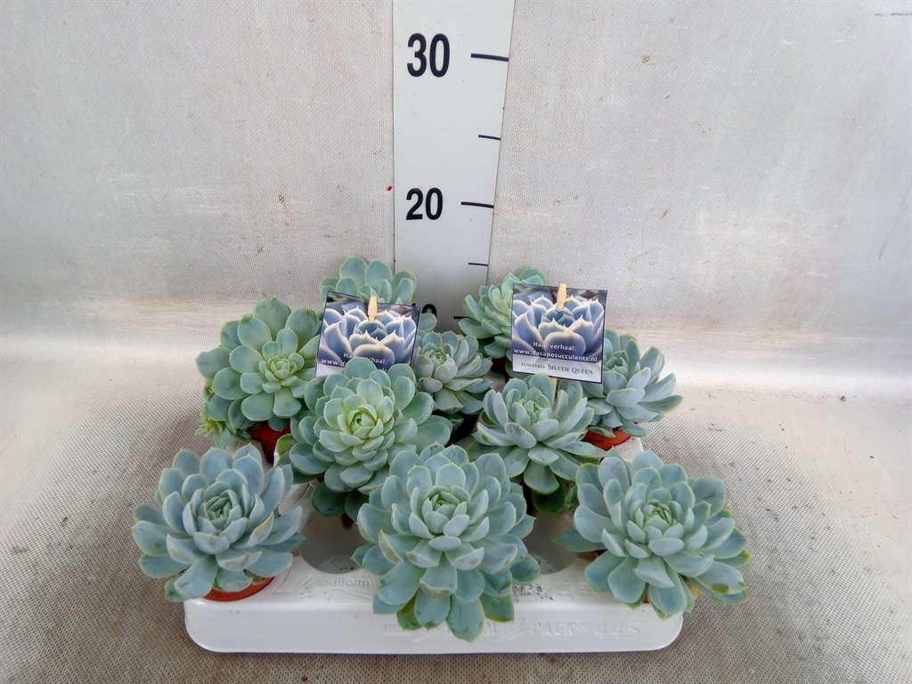 Bild på Echeveria Silver Queen D6 X 10 Mini