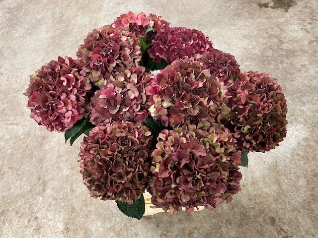 Bild på Hortensia Mag Ruby Red Classic