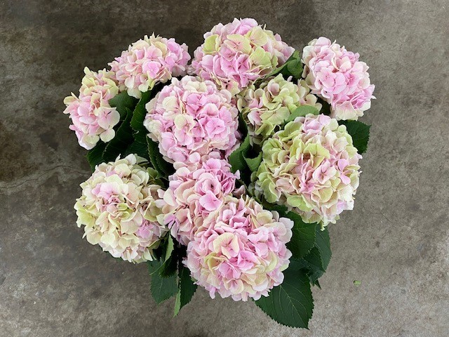 Bild på Hortensia Verena Classic