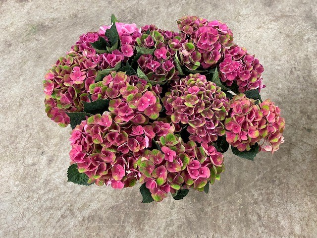 Bild på Hortensia Mag Charlotte