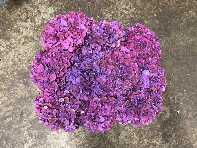 Bild på Hortensia mag ruby aubergine