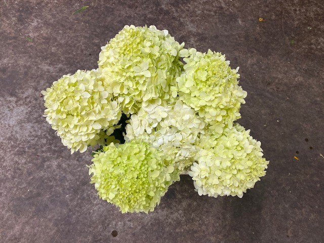 Bild på Hortensia  Limelight
