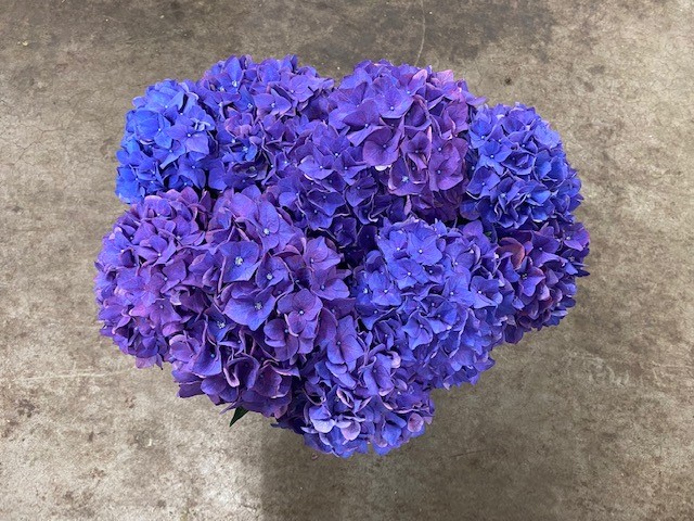 Bild på Hortensia Rodeo Purple