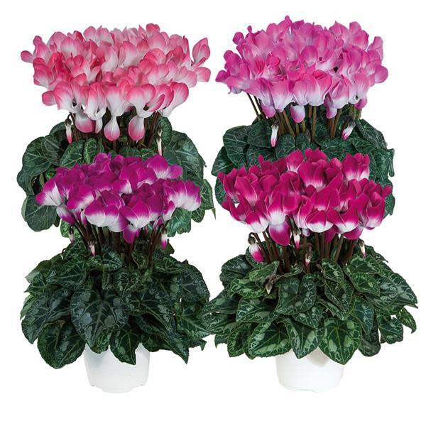Bild på Cyclamen D12 X 6 Indica Skalleberg